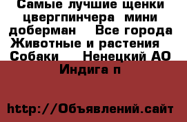 Самые лучшие щенки цвергпинчера (мини доберман) - Все города Животные и растения » Собаки   . Ненецкий АО,Индига п.